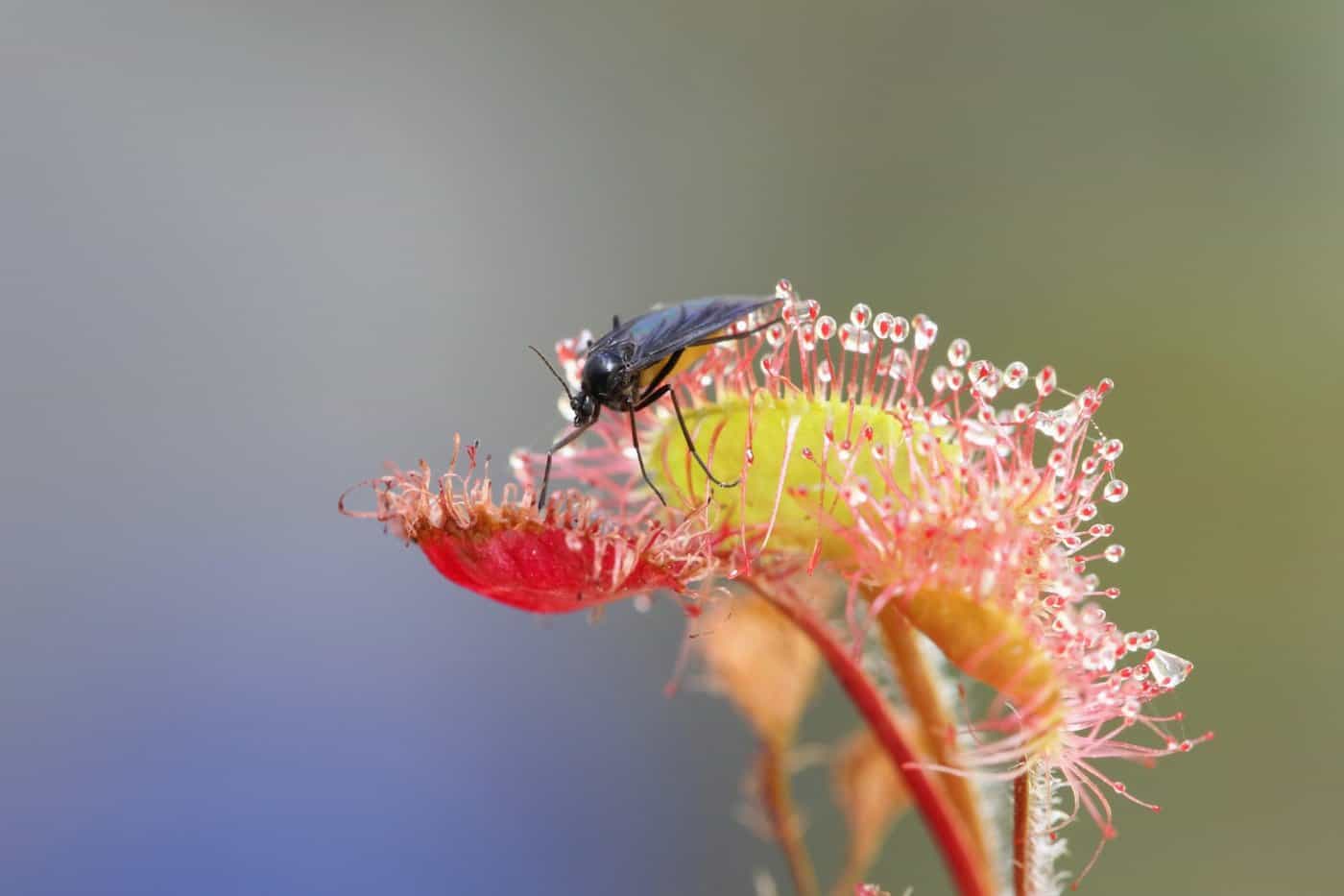 Anti-mouche naturel : 6 façons de se débarrasser des mouches