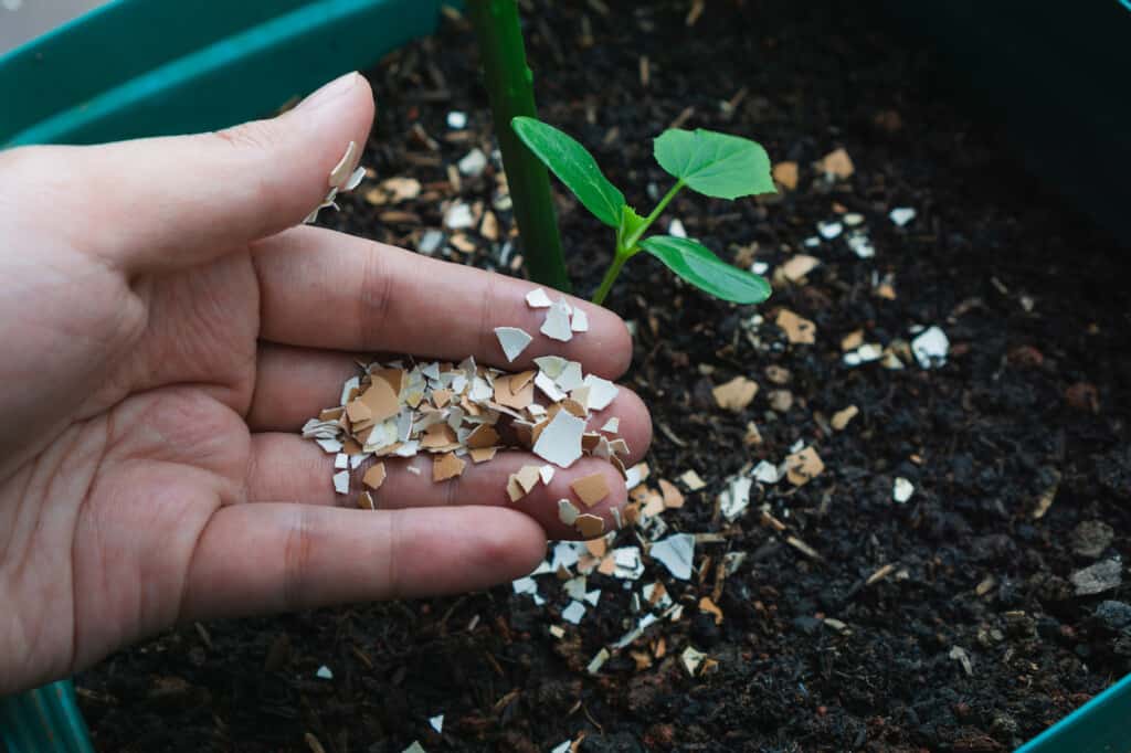 Homme utilisant des coquilles d'œufs écrasées comme engrais biologique pour le jardin