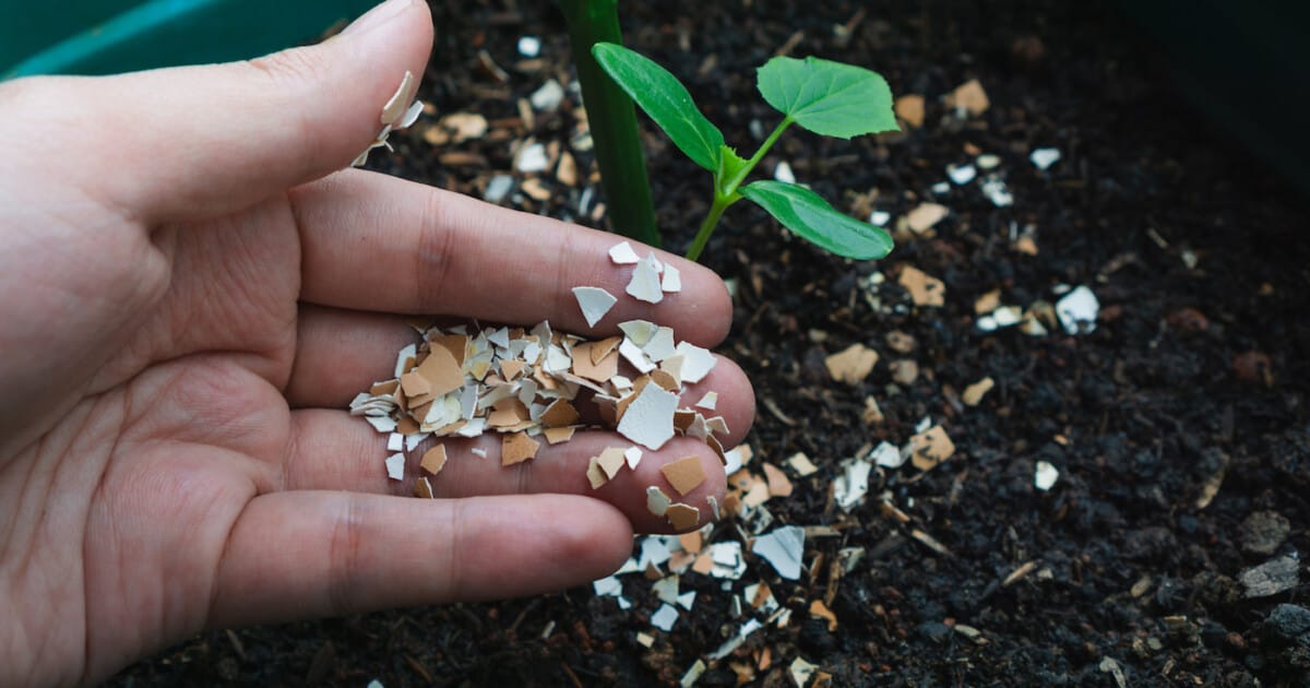 Homme utilisant des coquilles d'œufs écrasées comme engrais biologique pour le jardin