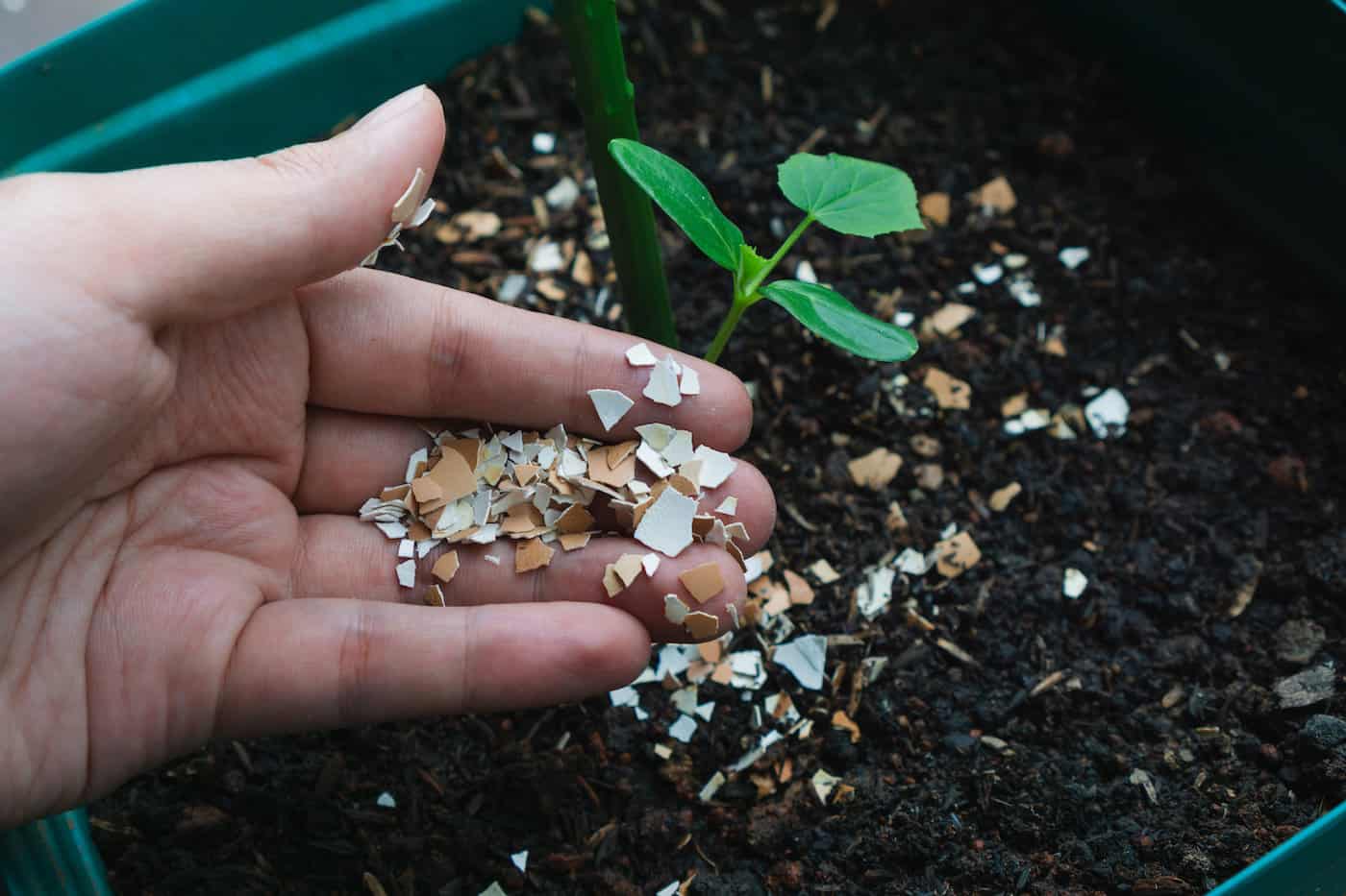 Engrais naturel pour plantes vertes d'intérieur : 5 déchets qui fertilisent  !