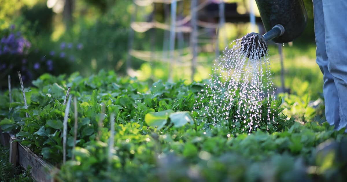 Personne arrosant un potager