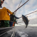 pêche durable