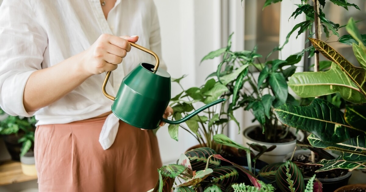 jeune femme arrosant les plantes de la maison