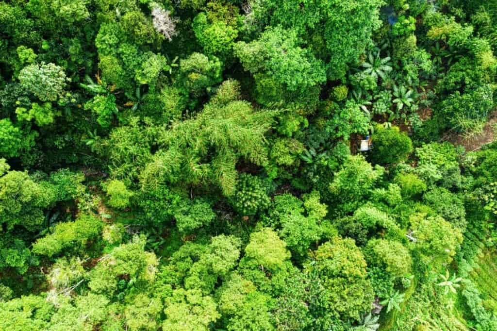 Réchauffement climatique : une menace pour la photosynthèse dans les forêts tropicales