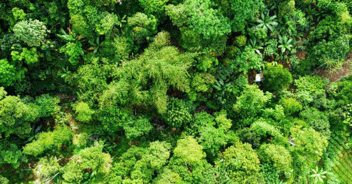 Réchauffement climatique : une menace pour la photosynthèse dans les forêts tropicales