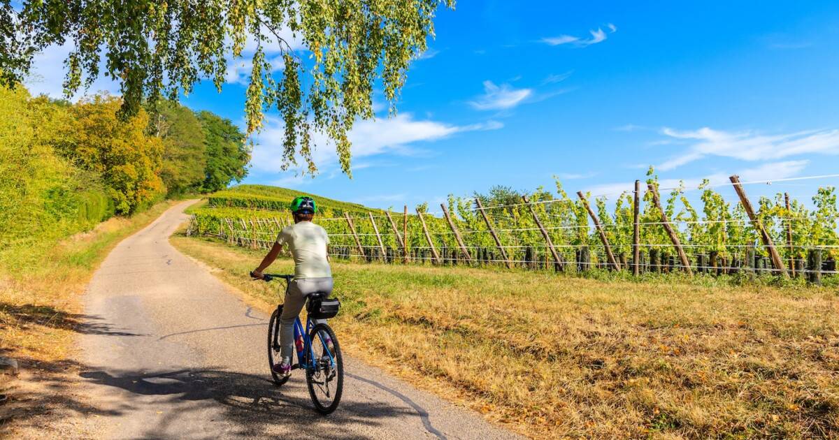 Jeune femme cycliste le long de la Route des Vins d'Alsace près du village de Riquewihr, France